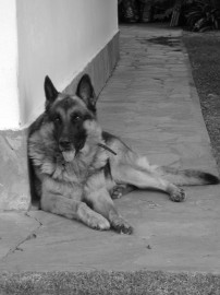 Jack